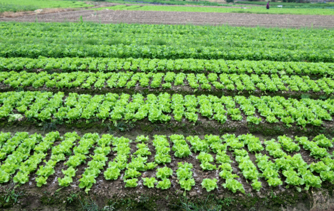 1682562822556639.png 土壤肥料養(yǎng)分速測(cè)儀